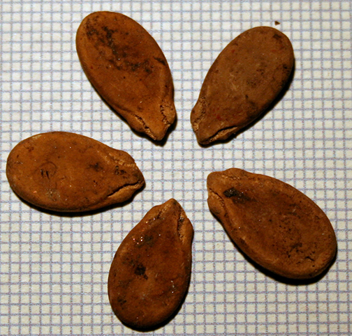 Citrullus lanatus var lanatus Fea. 30 334